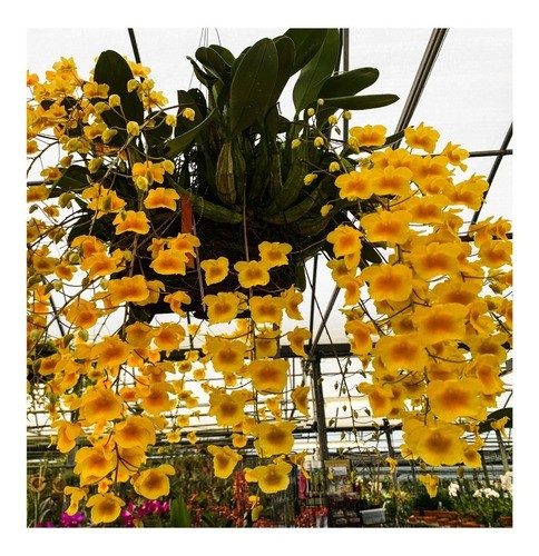 Empresa Orquídea Garden é processada no Procon por enviar pedidos de flores podres