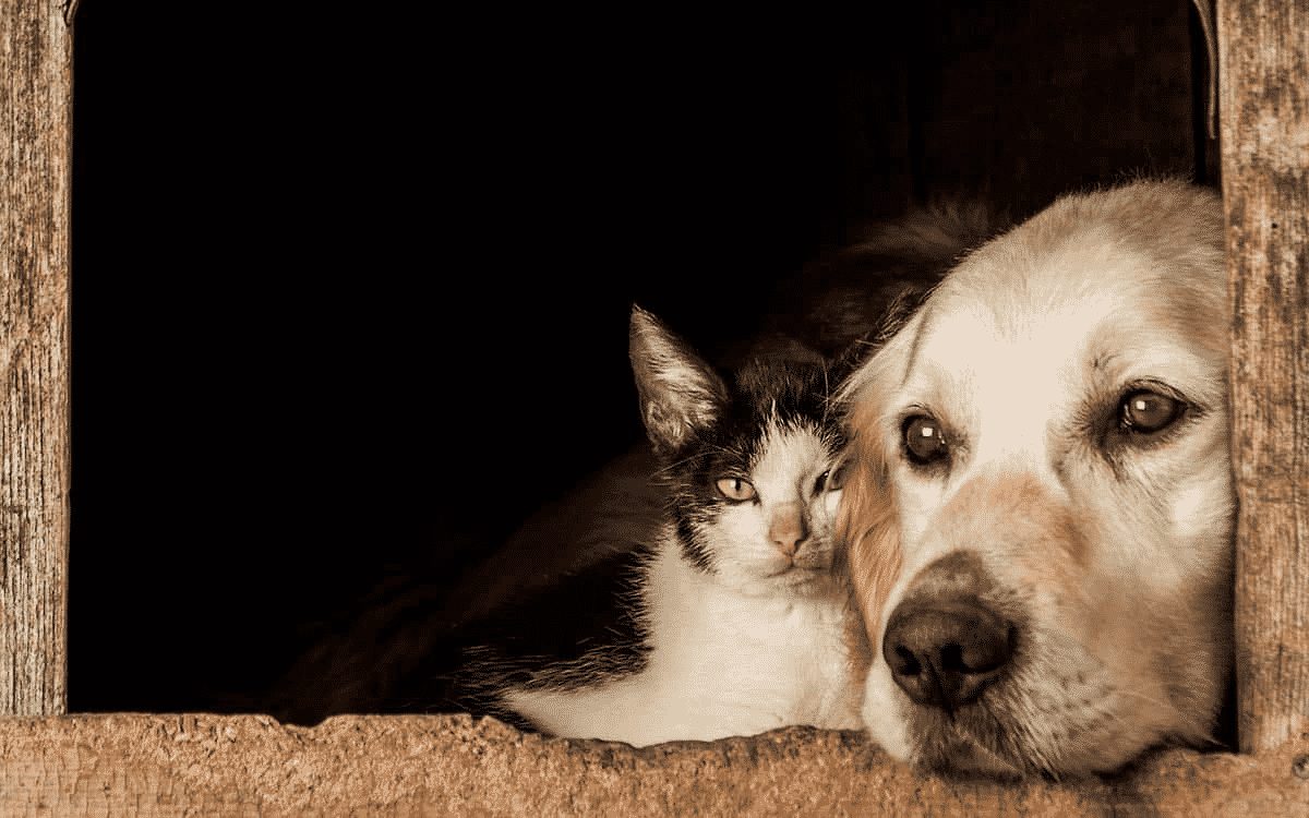 MEI já representa cerca 78% de todos os negócios do mercado pet